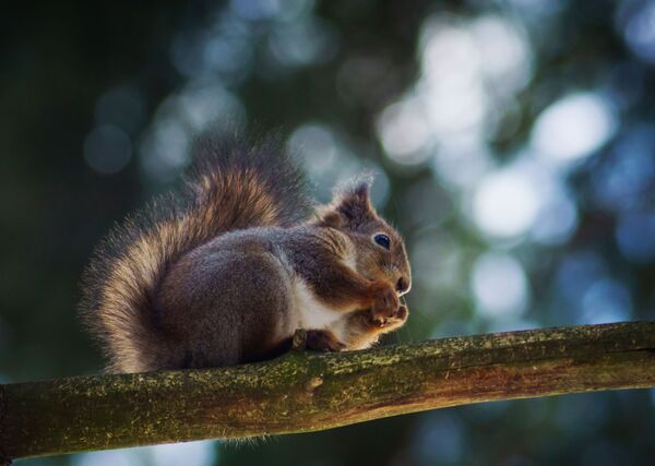 Áreas protegidas de Rusia - Sputnik Mundo