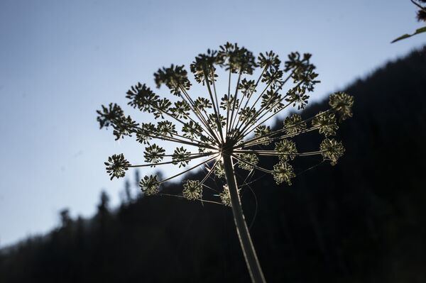 Áreas protegidas de Rusia - Sputnik Mundo