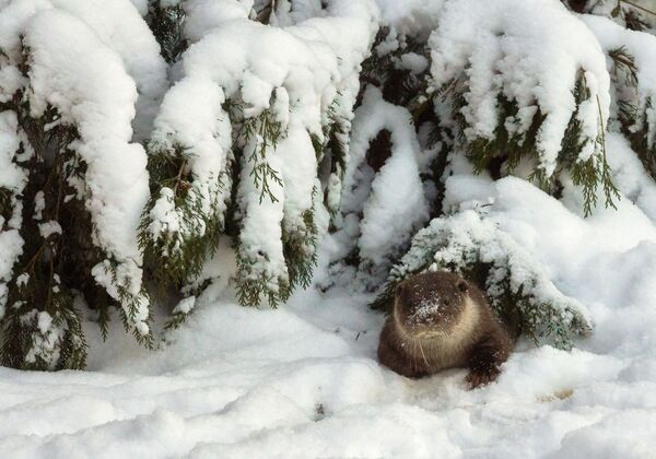 Áreas protegidas de Rusia - Sputnik Mundo
