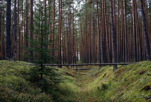 Áreas protegidas de Rusia - Sputnik Mundo