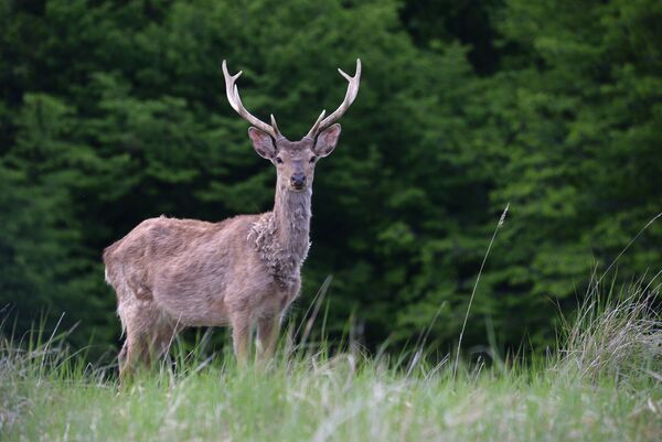 Áreas protegidas de Rusia - Sputnik Mundo