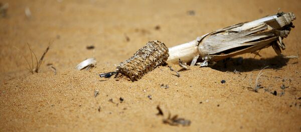 Mazorca de maíz seco - Sputnik Mundo