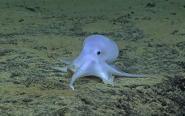 El pulpo Casper - Sputnik Mundo