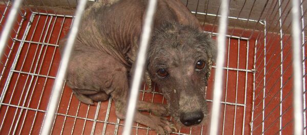 Un perrito enfermo y triste. Un perrito enfermo y triste. - Sputnik Mundo