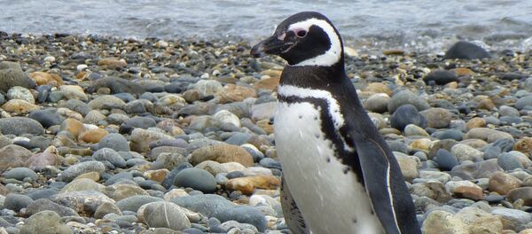 Pingüino caminando en una playa - Sputnik Mundo