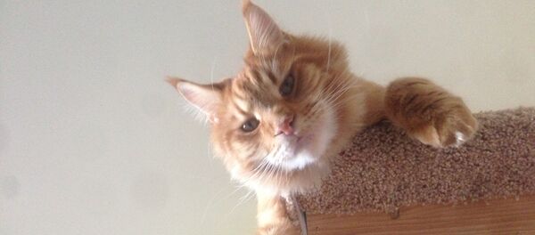 Un gato mira a su dueño con altivez - Sputnik Mundo