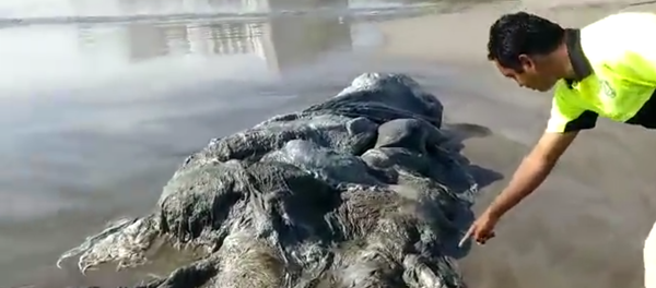 Captura de la pantalla del vídeo con una extraña criatura marina encontrada en las playas de Acapulco Captura de la pantalla del vídeo con una extraña criatura marina encontrada en las playas de Acapulco - Sputnik Mundo