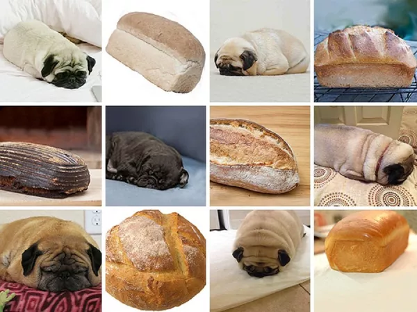 ¿Muffin o chihuahua? ¿Muffin o chihuahua? - Sputnik Mundo