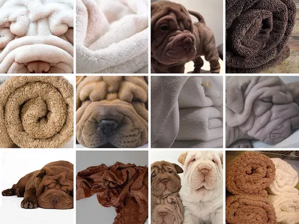 ¿Muffin o chihuahua? ¿Muffin o chihuahua? - Sputnik Mundo