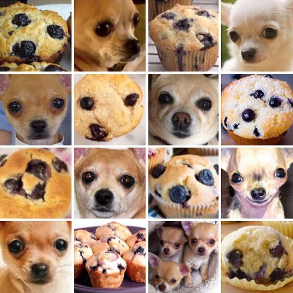 ¿Muffin o chihuahua? - Sputnik Mundo