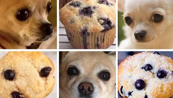 ¿Muffin o chihuahua? - Sputnik Mundo