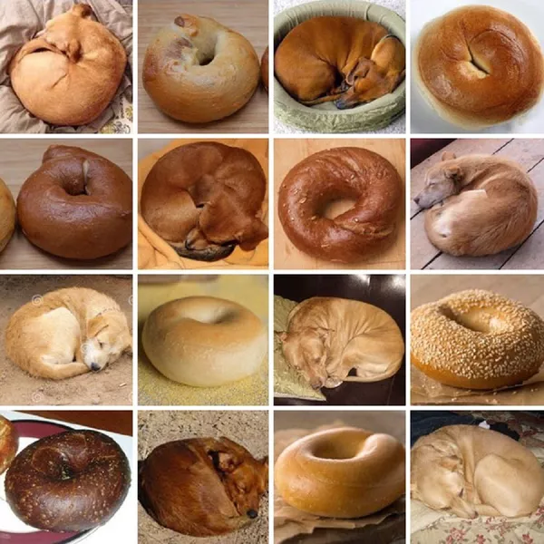 ¿Muffin o chihuahua? ¿Muffin o chihuahua? - Sputnik Mundo