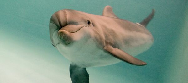 Un delfín en un delfinario en Moscú - Sputnik Mundo