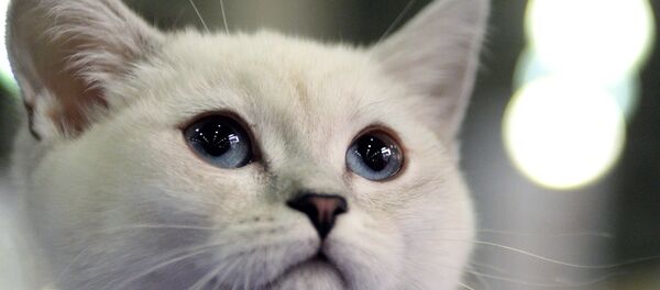 Gato de raza británica Gato de raza británica - Sputnik Mundo