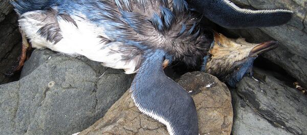 Matan a centenares de pingüinos y lobos marinos para usarlos de carnada en Chile - Sputnik Mundo