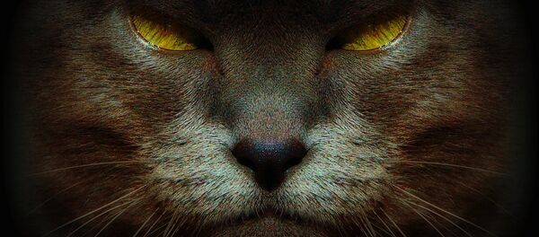 Un gato capitalista devora Londres en protesta de la “gentrificación” Un gato capitalista devora Londres en protesta de la “gentrificación” - Sputnik Mundo