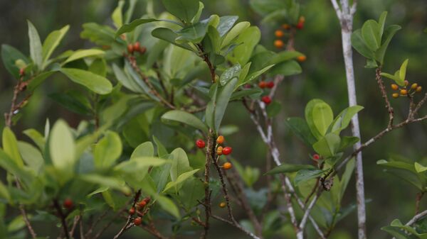 Planta de coca - Sputnik Mundo