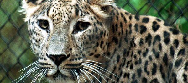 Leopardo de Persia - Sputnik Mundo