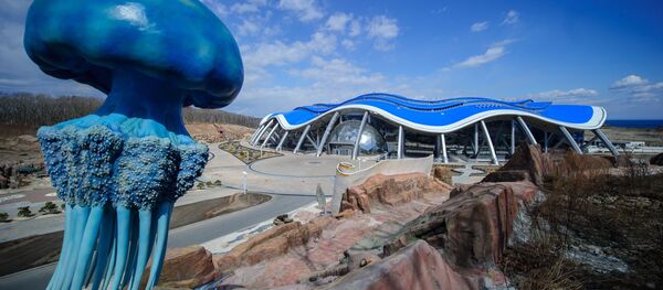 Acuario de Primorie: Uno de los más grandes del mundo - Sputnik Mundo