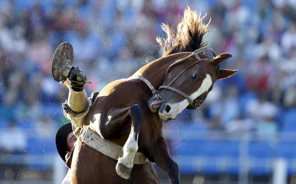Rodeo en Montevideo: La competencia de los gauchos más valientes Rodeo en Montevideo: La competencia de los gauchos más valientes - Sputnik Mundo