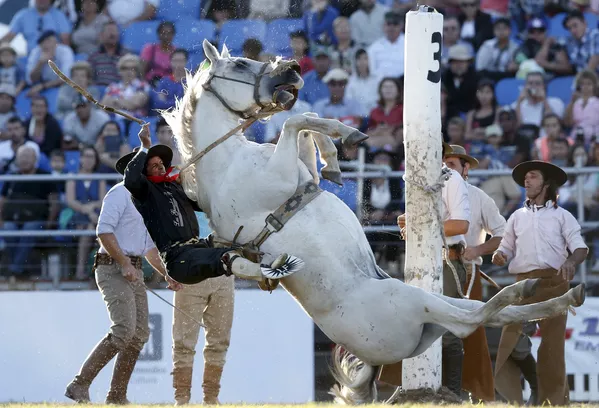 Rodeo en Montevideo: La competencia de los gauchos más valientes Rodeo en Montevideo: La competencia de los gauchos más valientes - Sputnik Mundo