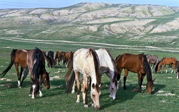 Caballos en Turkmenistán - Sputnik Mundo