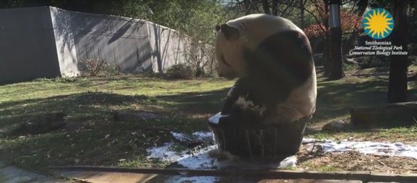 Panda toma un baño de tina - Sputnik Mundo