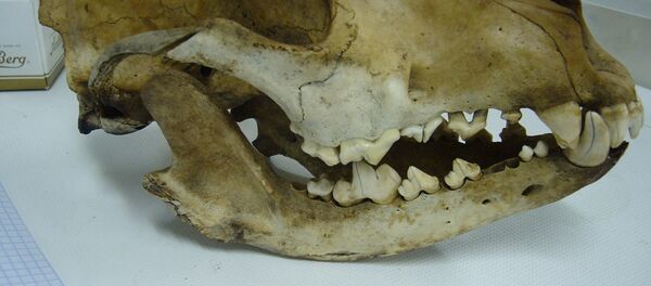 Cerebro en buen estado es recuperado de un perro que vivió hace 12,5 mil años - Sputnik Mundo