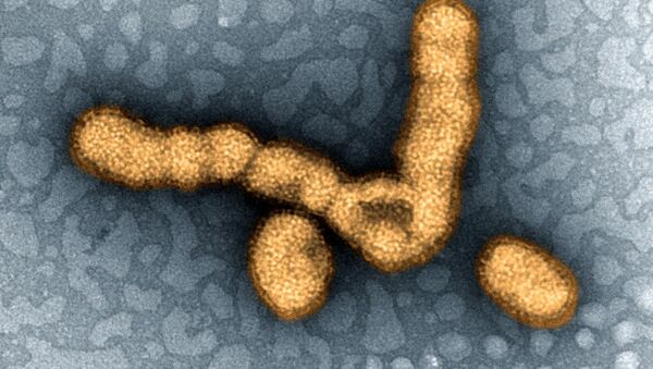 Virus H1N1 - Sputnik Mundo