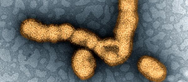 Virus H1N1 - Sputnik Mundo