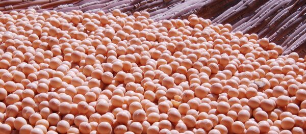 Habas de soja - Sputnik Mundo