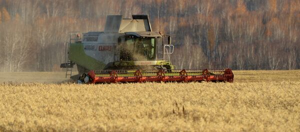 Cosecha en región de Novosibirsk - Sputnik Mundo