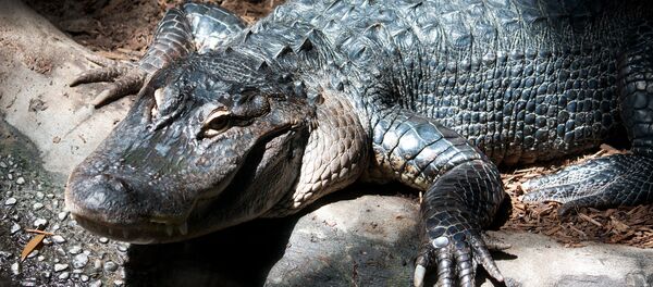 Un cocodrilo - Sputnik Mundo