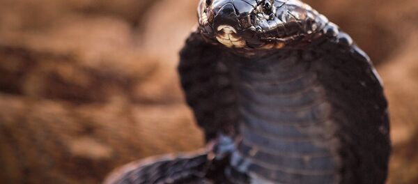 Una cobra Una cobra - Sputnik Mundo