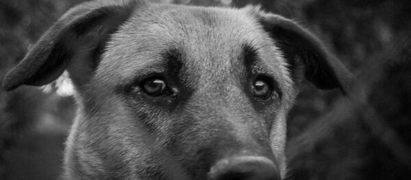 Perro con los ojos tristes Perro con los ojos tristes - Sputnik Mundo