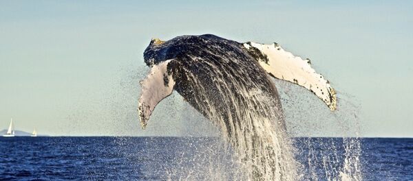 Ballena - Sputnik Mundo
