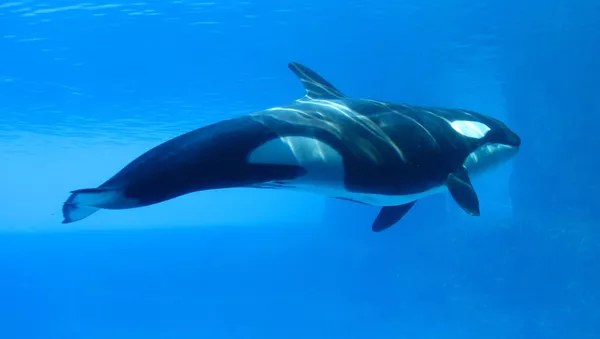 Orca - Sputnik Mundo