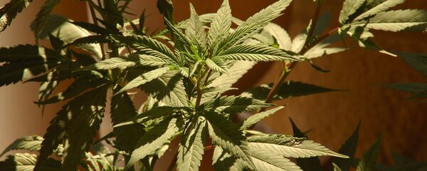 Marihuana - Sputnik Mundo