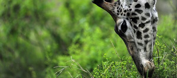 Jirafa - Sputnik Mundo