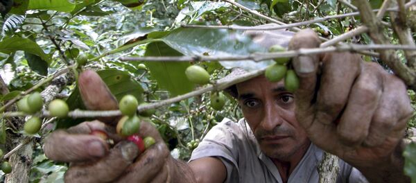 Campesino cubano recolecta granos de café - Sputnik Mundo