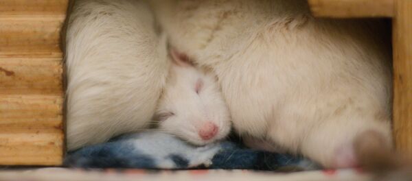 Ratones de laboratorio - Sputnik Mundo