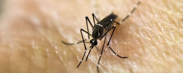 Mosquito Aedes aegypti - Sputnik Mundo