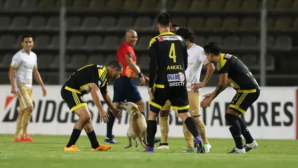 Un perro, la estrella de la Copa Libertadores de América - Sputnik Mundo
