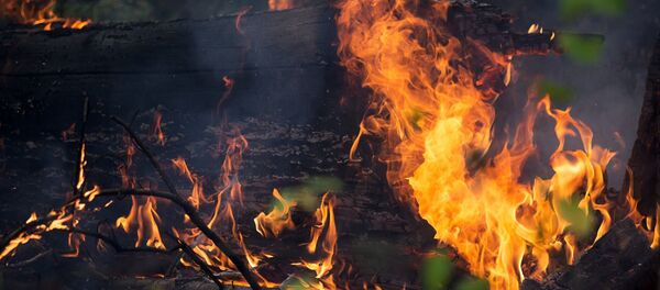 Incendio forestal en Lejano Oriente ruso (archivo) - Sputnik Mundo