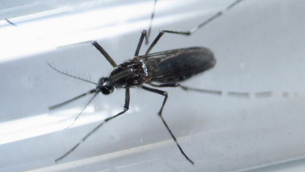 An edes aegypti mosquito is seen inside a test tube as part of a research on preventing the spread of the Zika virus and other mosquito-borne diseases at a control and prevention center in Guadalupe, neighbouring Monterrey, Mexico, in this March 8, 2016 file photo. - Sputnik Mundo