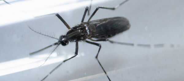 An edes aegypti mosquito is seen inside a test tube as part of a research on preventing the spread of the Zika virus and other mosquito-borne diseases at a control and prevention center in Guadalupe, neighbouring Monterrey, Mexico, in this March 8, 2016 file photo. - Sputnik Mundo