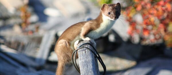 Una comadreja (archivo) - Sputnik Mundo