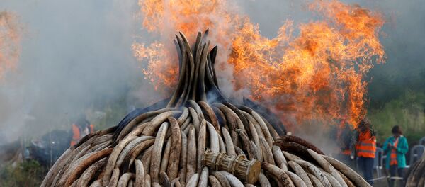 Fire burns part of an estimated 105 tonnes of ivory and a tonne of rhino horn confiscated from smugglers and poachers at the Nairobi National Park near Nairobi, Kenya - Sputnik Mundo