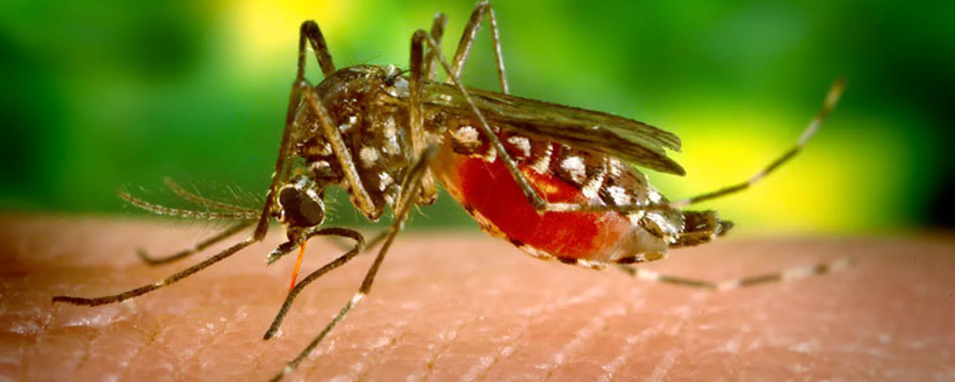 Mosquito Aedes Aegypti Mosquito Aedes Aegypti - Sputnik Mundo, 1920, 23.07.2020