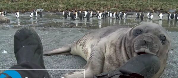 Bebé foca ataca a un hombre - Sputnik Mundo